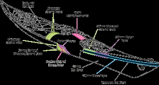 P&H Delphin Corelite X PE construktion
